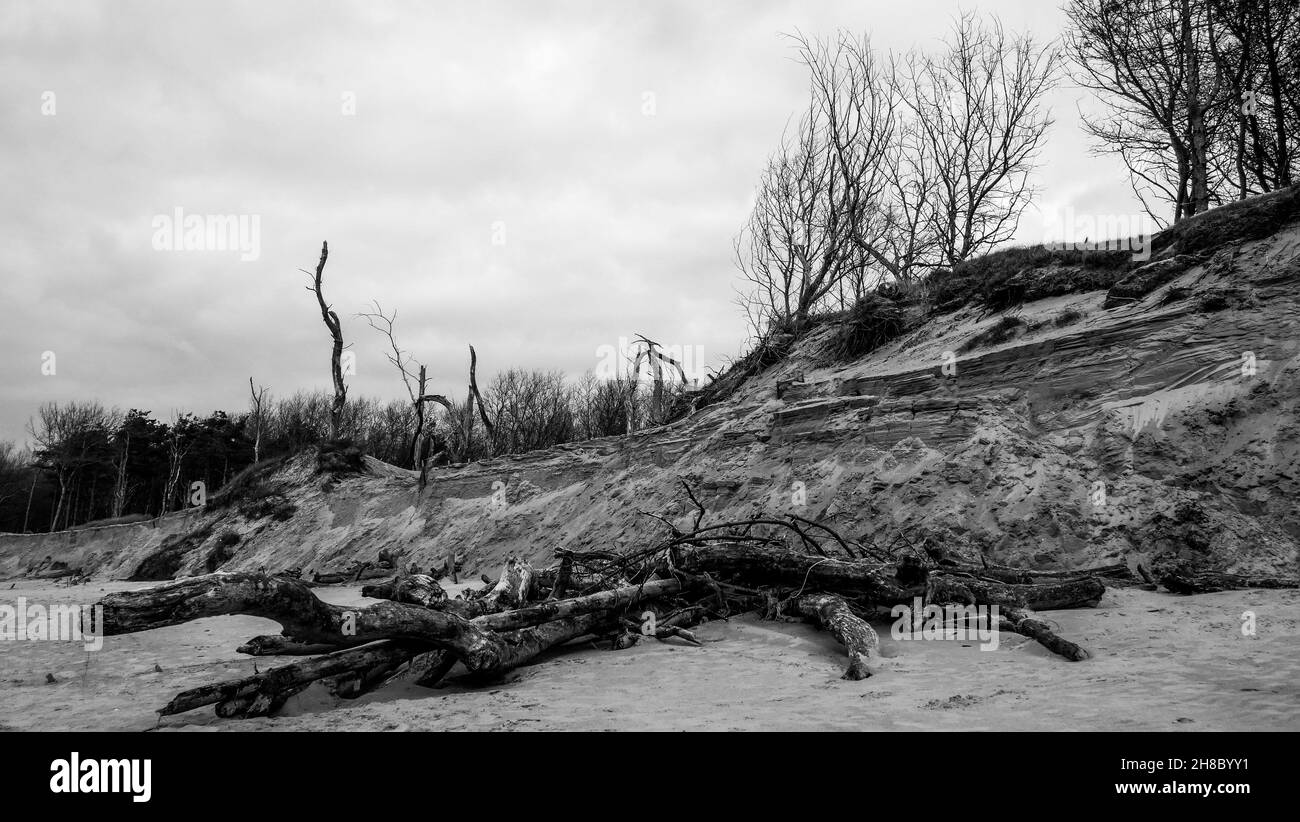 Forêt morte, Baie d'Authie, Berck sur Mer, pas de Calais, Picardie,Nord-Ouest de la France Banque D'Images