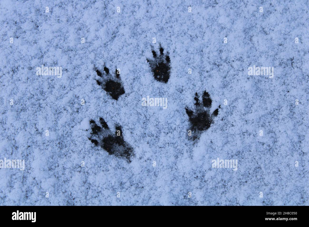 Sciurus carolinensis Squirrel empreintes dans la neige, traces animales Banque D'Images