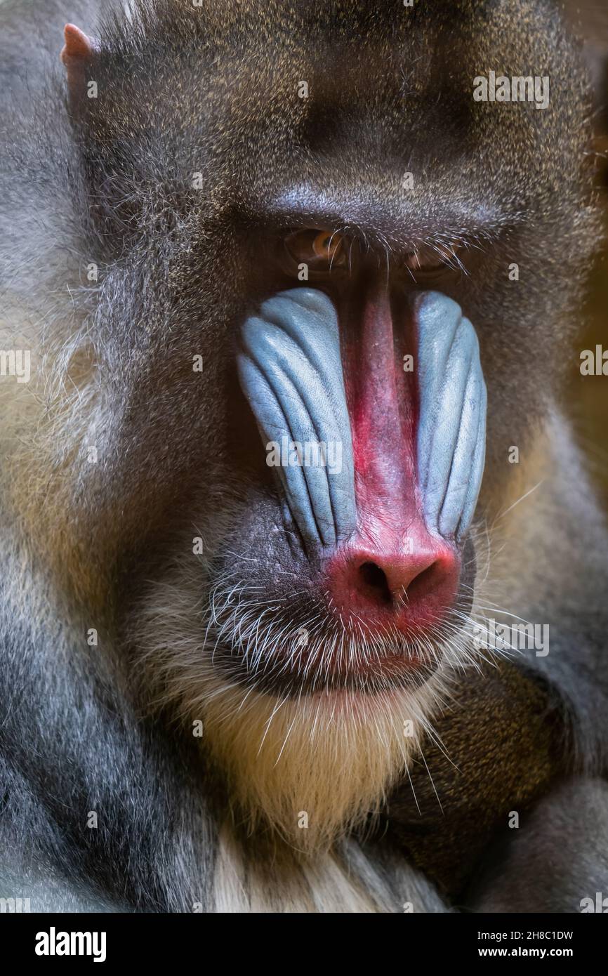 Portrait de Mandrill (Mandrillus sphinx), le singe de l'ancien monde, primate de la famille des Cercopitecidae, région : sud-ouest du Cameroun et ouest de Gabo. Banque D'Images