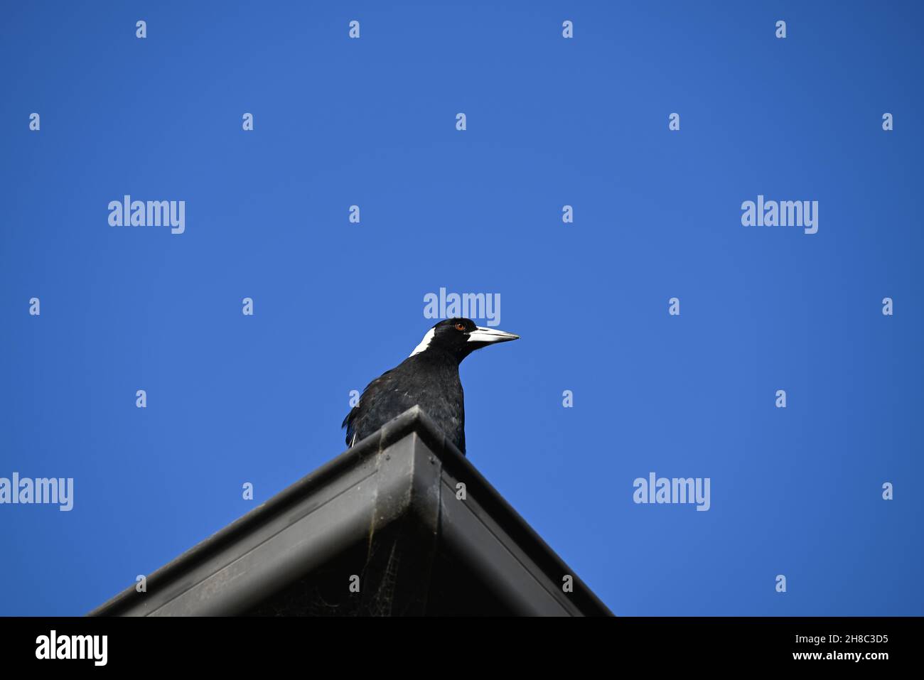 Un magpie australien vif perché sur une gouttière au sommet d'une maison, avec un ciel bleu vif en arrière-plan Banque D'Images