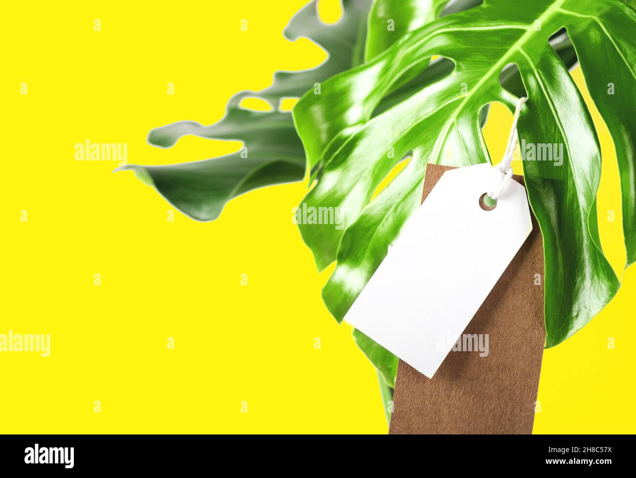 Maquette d'étiquette sur les feuilles de Monstera sur fond jaune vif.Concept « Green friday ». Banque D'Images