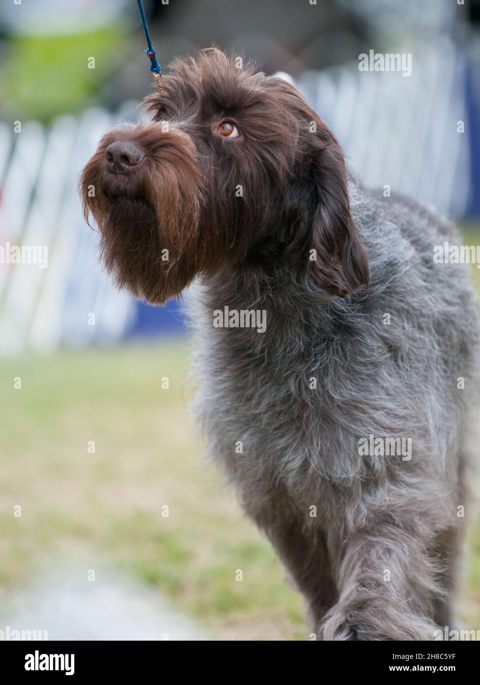 Wirehared pointant Griffon en gros en marchant au spectacle canin Banque D'Images