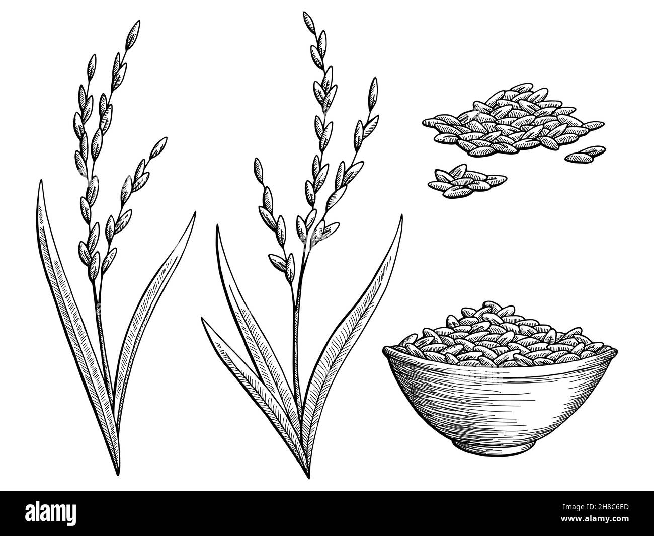 Graphique de la plante de riz noir blanc isolé esquisse vecteur d'illustration Illustration de Vecteur