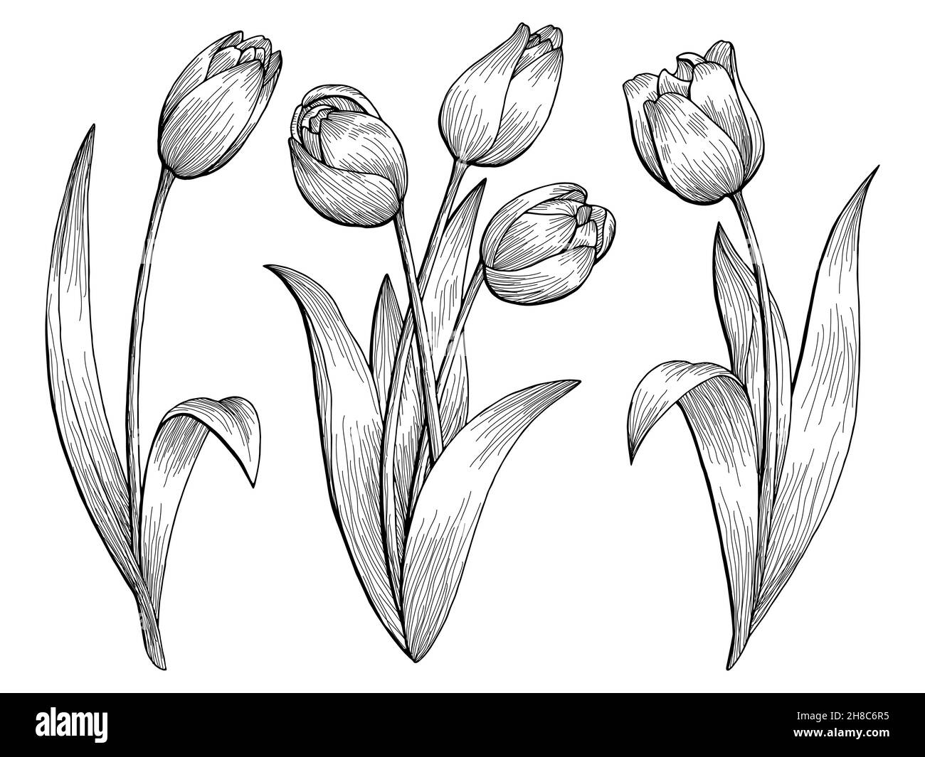 Tulipe fleur graphique noir blanc isolé esquisse illustration vecteur Illustration de Vecteur
