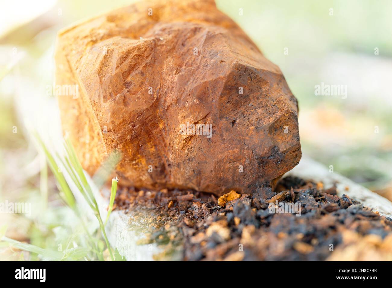 champignons de chaga rassemblés ou fourragés champignons parasites d'arbre de bouleau sauvage il est utilisé dans la médecine alternative pour préparer le thé curatif pour le traitement Banque D'Images