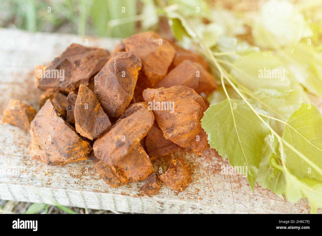 champignons de chaga rassemblés et fourrés champignon d'arbre de bouleau sauvage il est utilisé en médecine alternative pour la préparation du thé curatif pour le traitement covid-19. nettoyé Banque D'Images