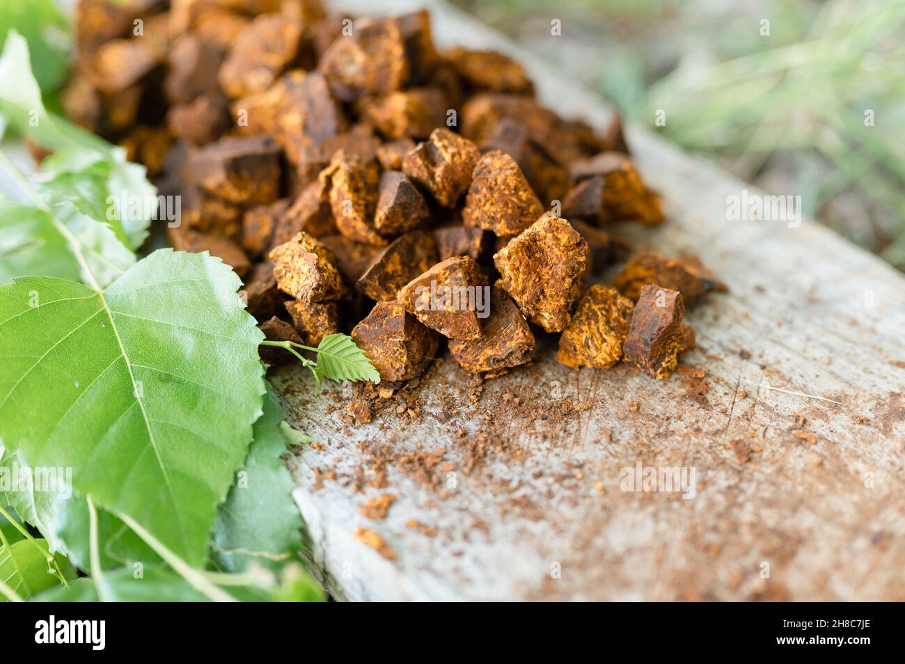 champignons de chaga rassemblés et fourrés champignon d'arbre de bouleau sauvage il est utilisé en médecine alternative pour la préparation du thé curatif pour le traitement covid-19. nettoyé Banque D'Images