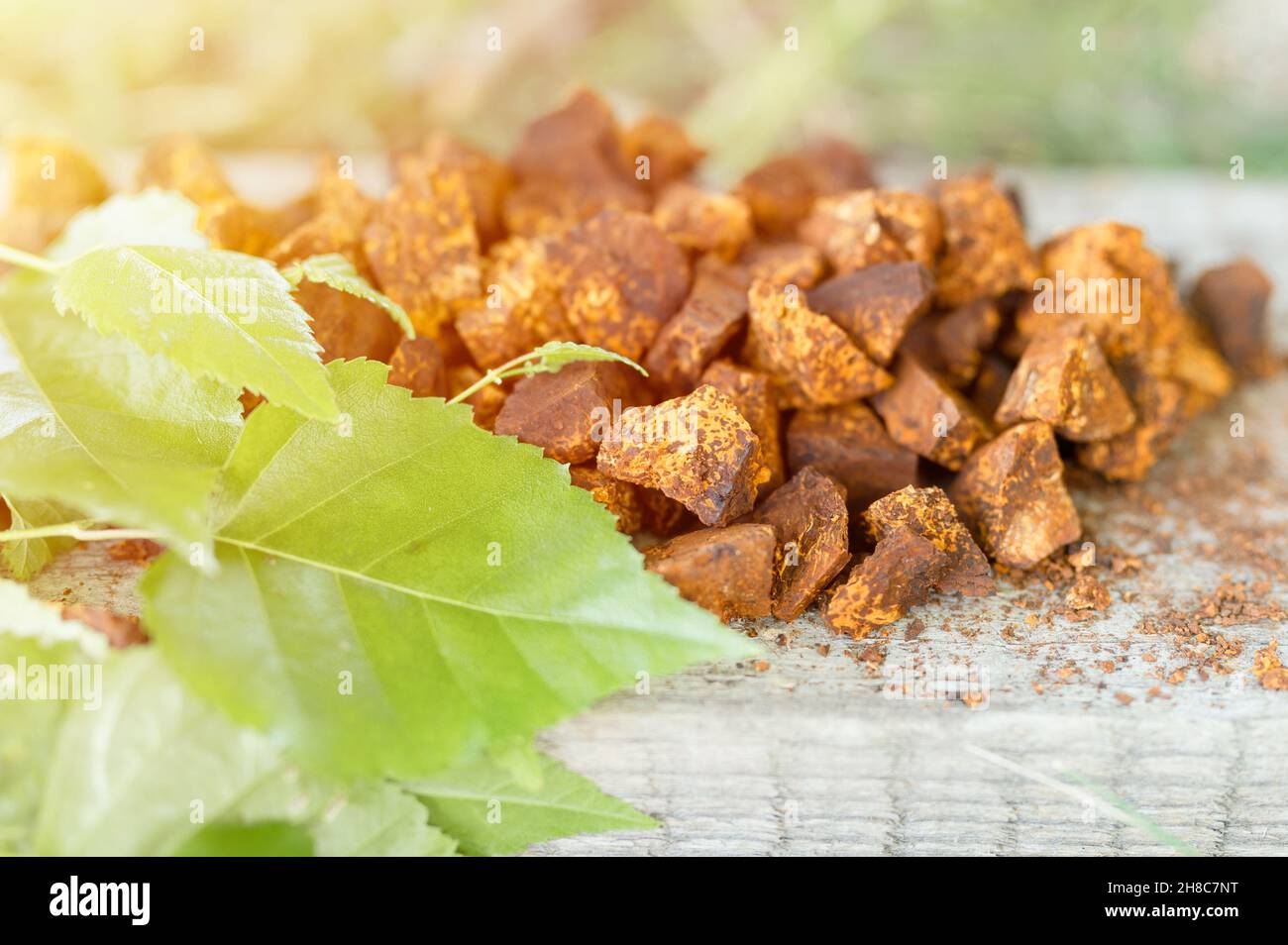 champignons de chaga rassemblés et fourrés champignon d'arbre de bouleau sauvage il est utilisé en médecine alternative pour la préparation du thé curatif pour le traitement covid-19. nettoyé Banque D'Images