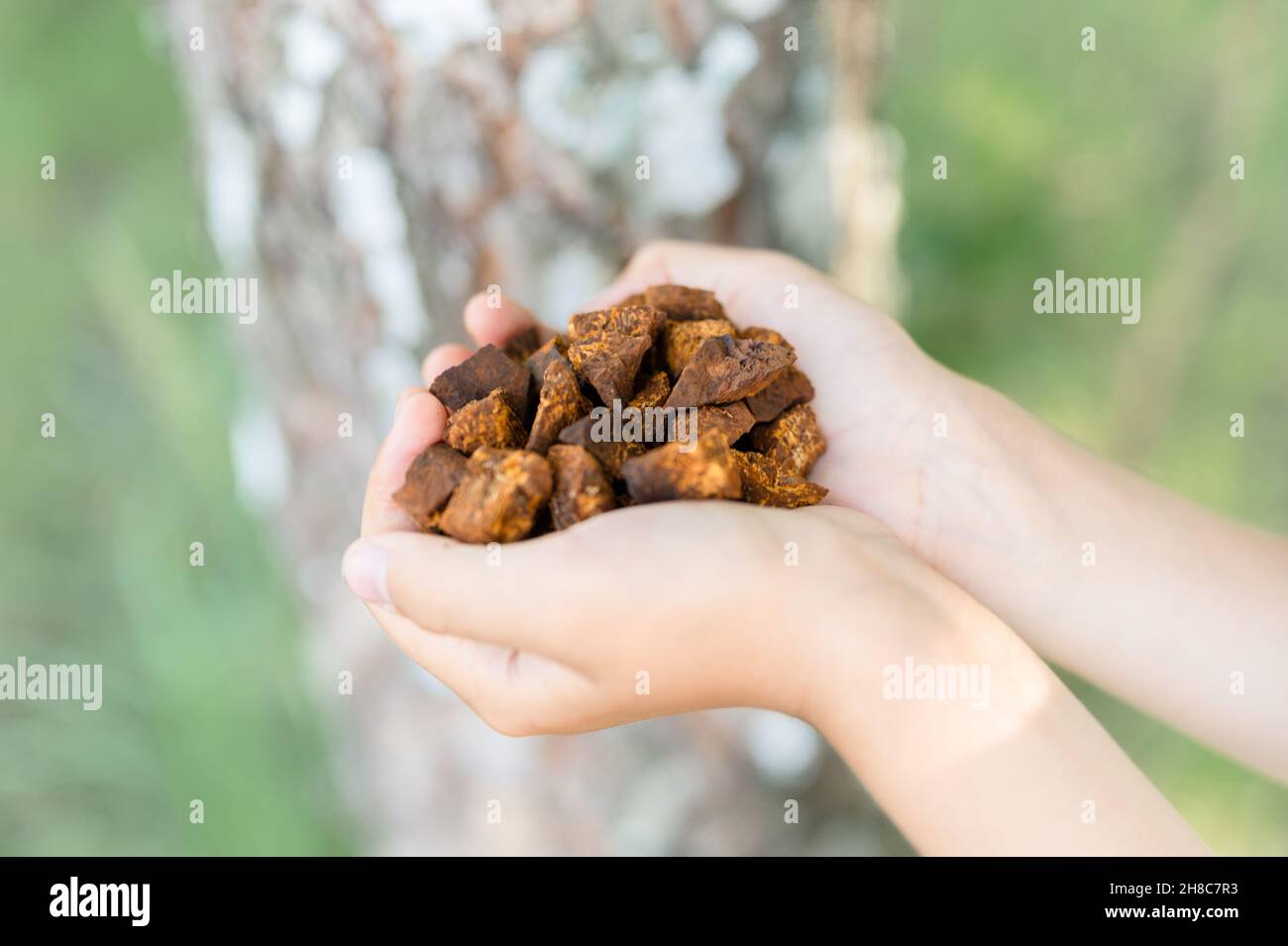 champignons de chaga rassemblés et fourrés champignon d'arbre de bouleau sauvage il est utilisé en médecine alternative pour préparer le thé curatif pour le traitement covid-19. enfants Banque D'Images