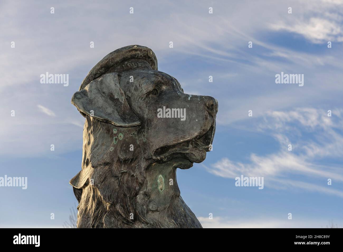 Tête de la statue située sur le quai du port de Bamse, le chien St Bernard qui est allé en mer sur le Minesweeper norvégien Thorimpair pendant la guerre mondiale 2 Banque D'Images