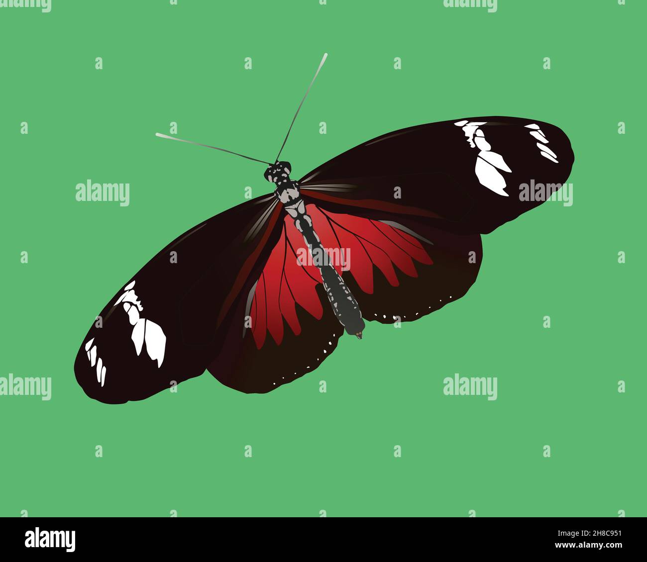 Illustration vectorielle d'un papillon à longue Doris.L'insecte est représenté sur un fond vert et légèrement incliné. Illustration de Vecteur
