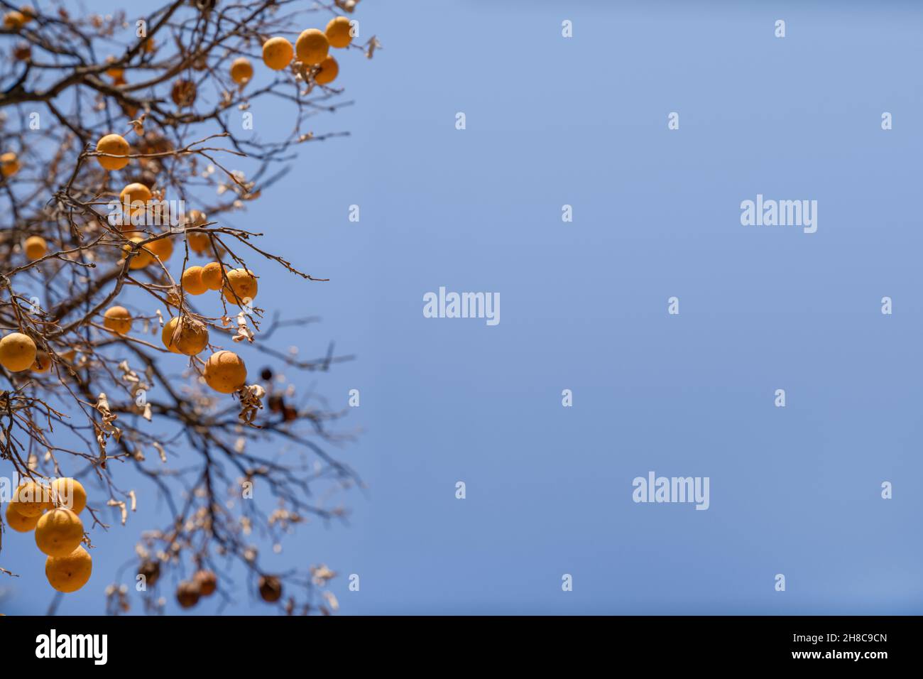 Concept des maladies des agrumes et mauvaise écologie.Les fruits orange sont suspendus sur des branches sèches sans feuilles contre le ciel bleu.Copier l'espace Banque D'Images