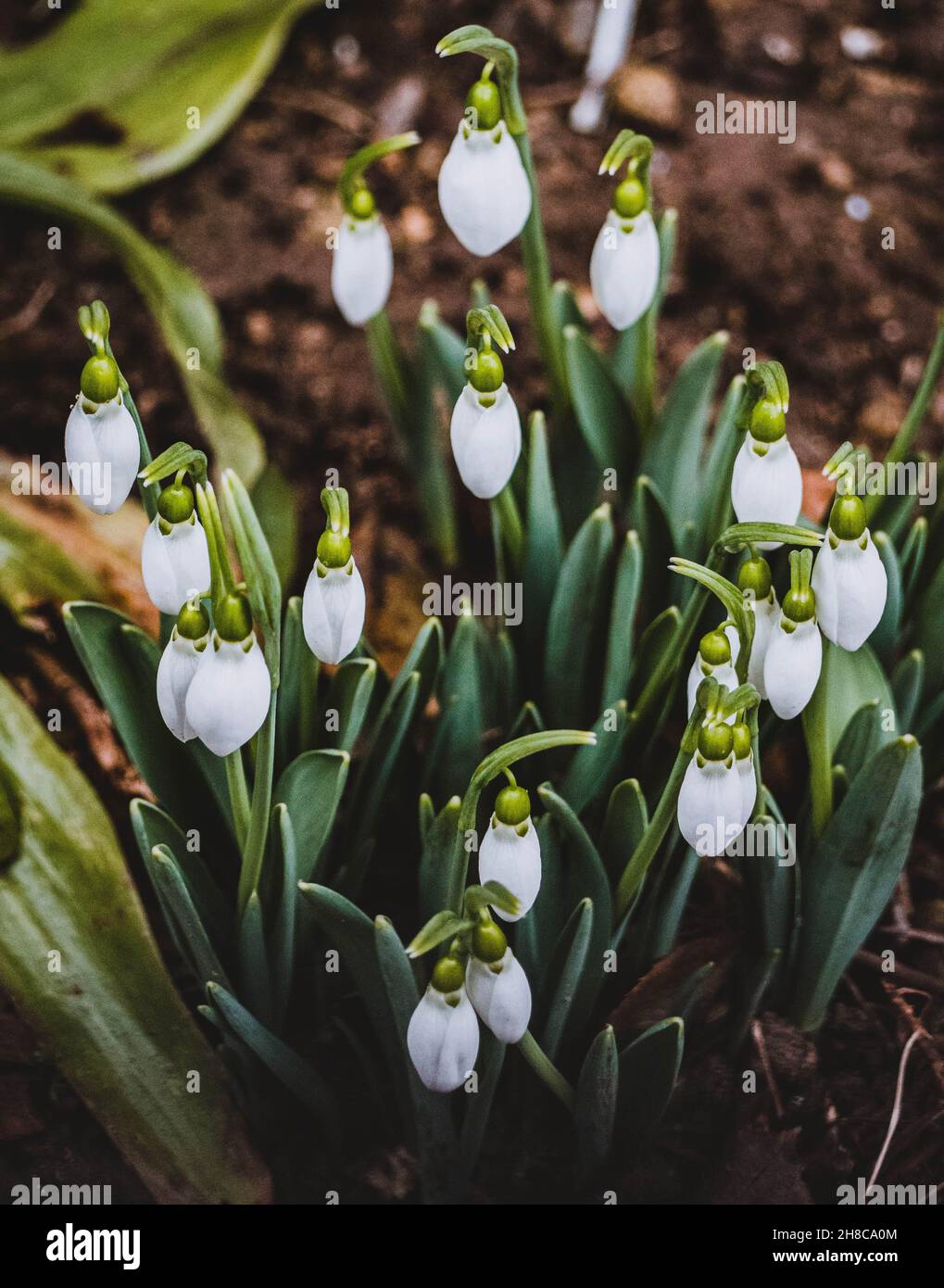 Belles fleurs de nénuphars blanches. Banque D'Images