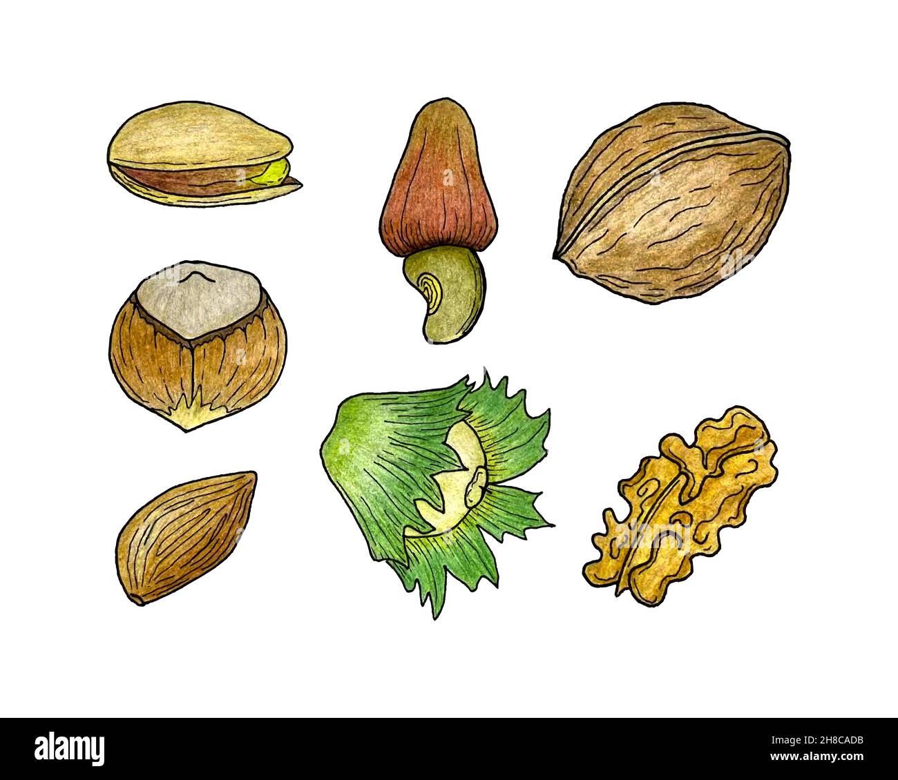 Ensemble de noix pistaches noisettes noix amandes, dessin au crayon à la main croquis de contour.Arrière-plan blanc isolé.Illustration vectorielle Illustration de Vecteur