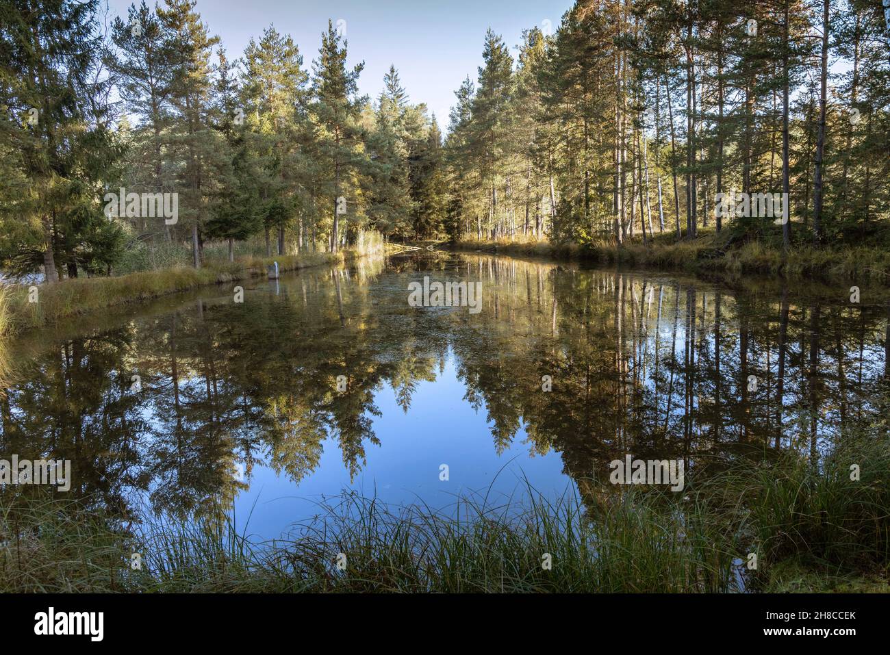 Étang de reproduction de poissons dans une forêt avec image miroir des arbres sur la rive, Allemagne, Bavière, Tirschenreuther Teichpfanne, Tirschenreuth Banque D'Images