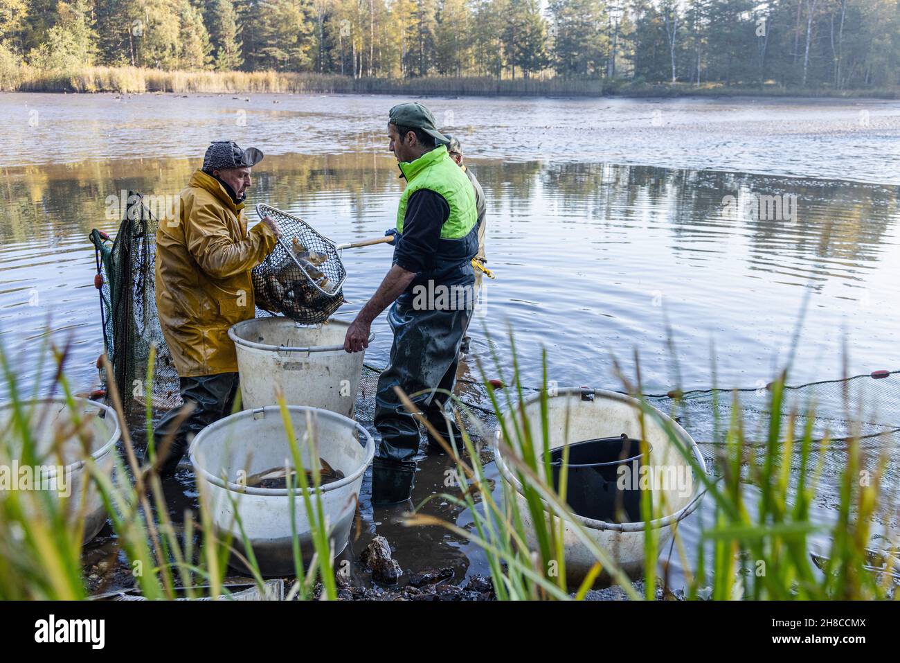 Étang d'élevage de poissons, pêche dans l'étang de lâché avec des séines, carpes ont été triés, Allemagne, Bavière, Tirschenreuther Teichpfanne,Tirschenreuth Banque D'Images Étang d'élevage de poissons, pêche dans l'étang de lâché avec des séines, carpes ont été triés, Allemagne, Bavière, Tirschenreuther Teichpfanne,Tirschenreuth Banque D'Images