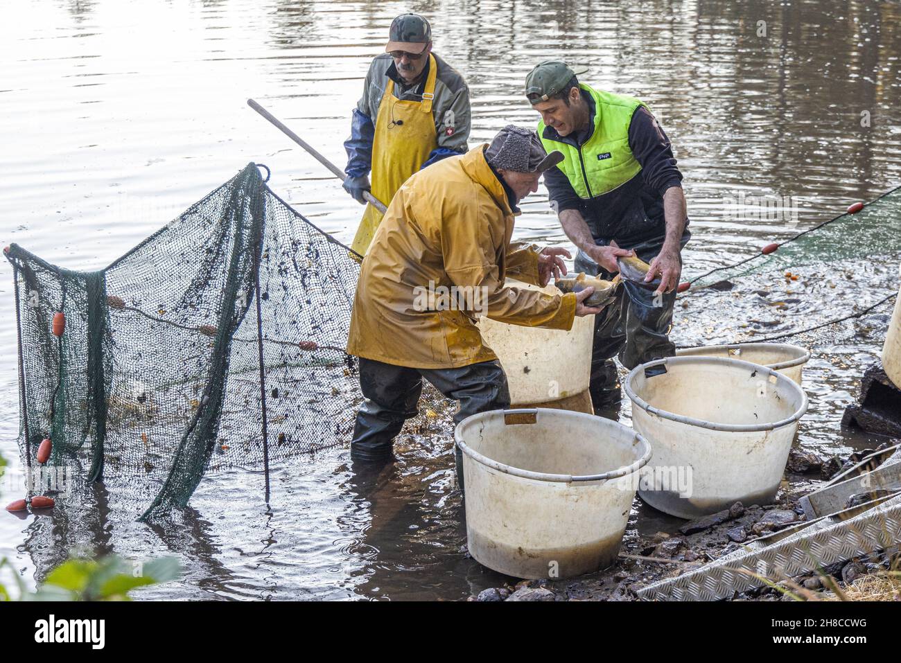 Étang d'élevage de poissons, pêche dans l'étang de lâché avec des séines, carpes ont été triés, Allemagne, Bavière, Tirschenreuther Teichpfanne,Tirschenreuth Banque D'Images