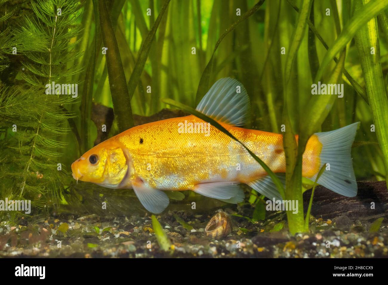 Tench (Tinca tinca), couleur dorée morph, Allemagne Banque D'Images