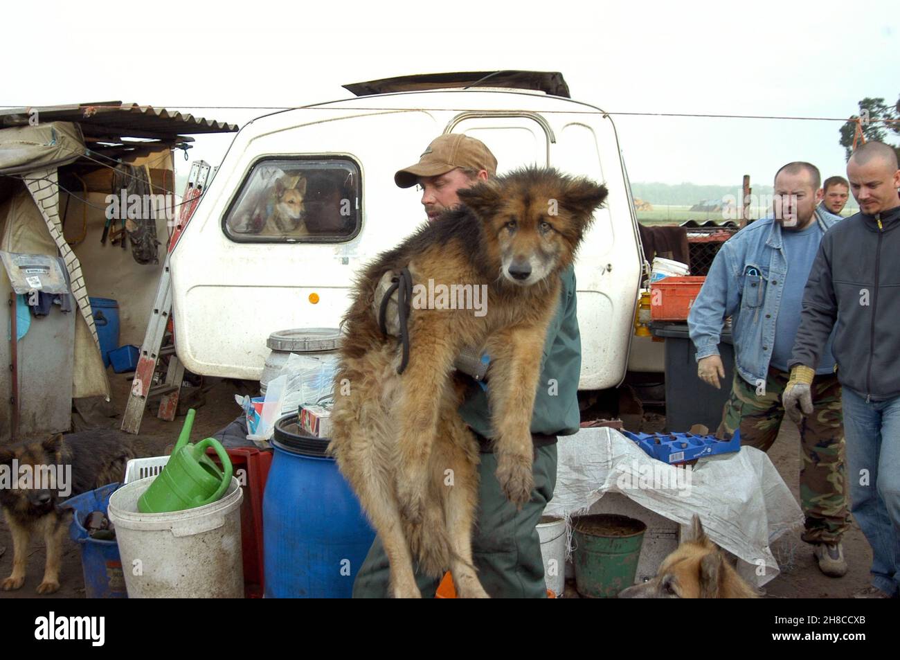 Chien domestique (Canis lupus F. familiaris), les chiens négligés sont sauvés d'une caravane à l'arrêt, animalhoarding, Allemagne Banque D'Images