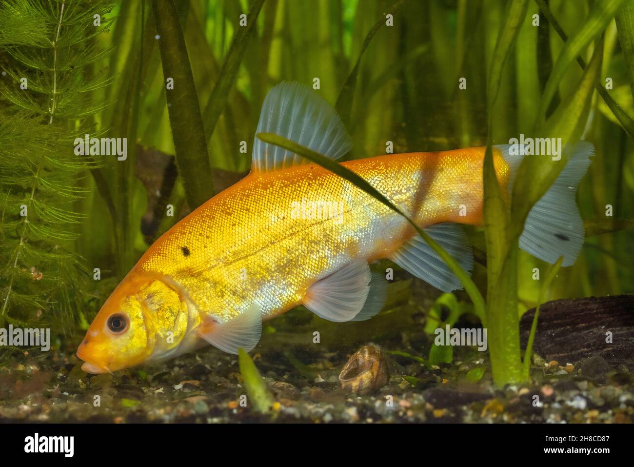 Tench (Tinca tinca), femme, doré, Allemagne Banque D'Images