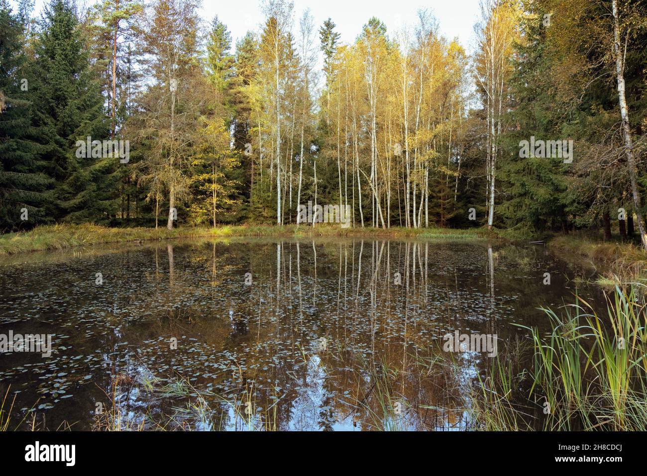 Étang de reproduction de poissons dans une forêt avec image miroir des arbres sur la rive, Allemagne, Bavière, Tirschenreuther Teichpfanne, Tirschenreuth Banque D'Images Étang de reproduction de poissons dans une forêt avec image miroir des arbres sur la rive, Allemagne, Bavière, Tirschenreuther Teichpfanne, Tirschenreuth Banque D'Images