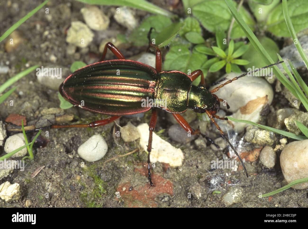 Coléoptère doré, coléoptère doré (Carabus auratus), vue de dessus, Allemagne Banque D'Images
