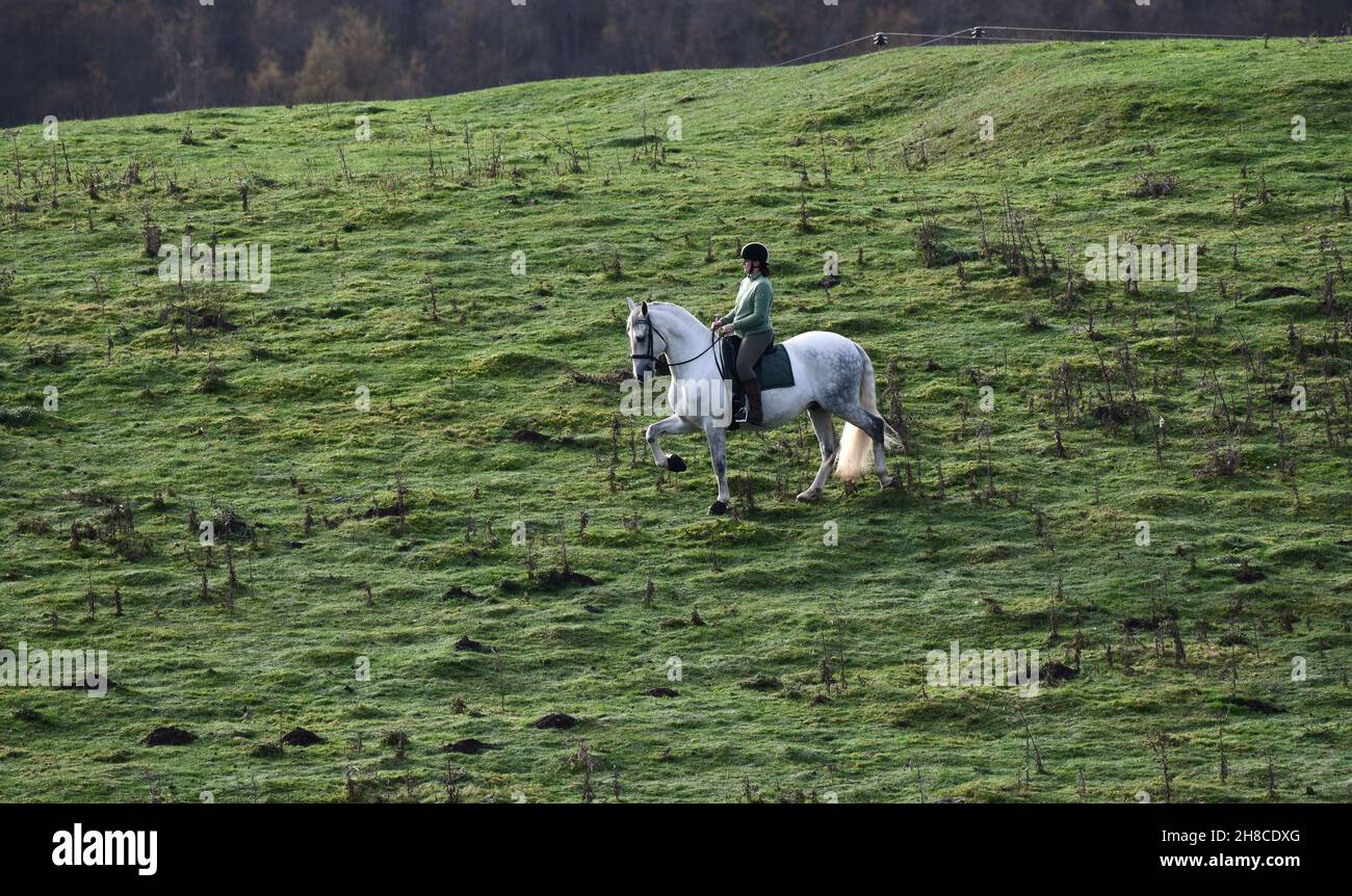 Cheval et cavalier.Dame à cheval blanc andalou sur une colline Grande-Bretagne, Royaume-Uni, 2021 Banque D'Images