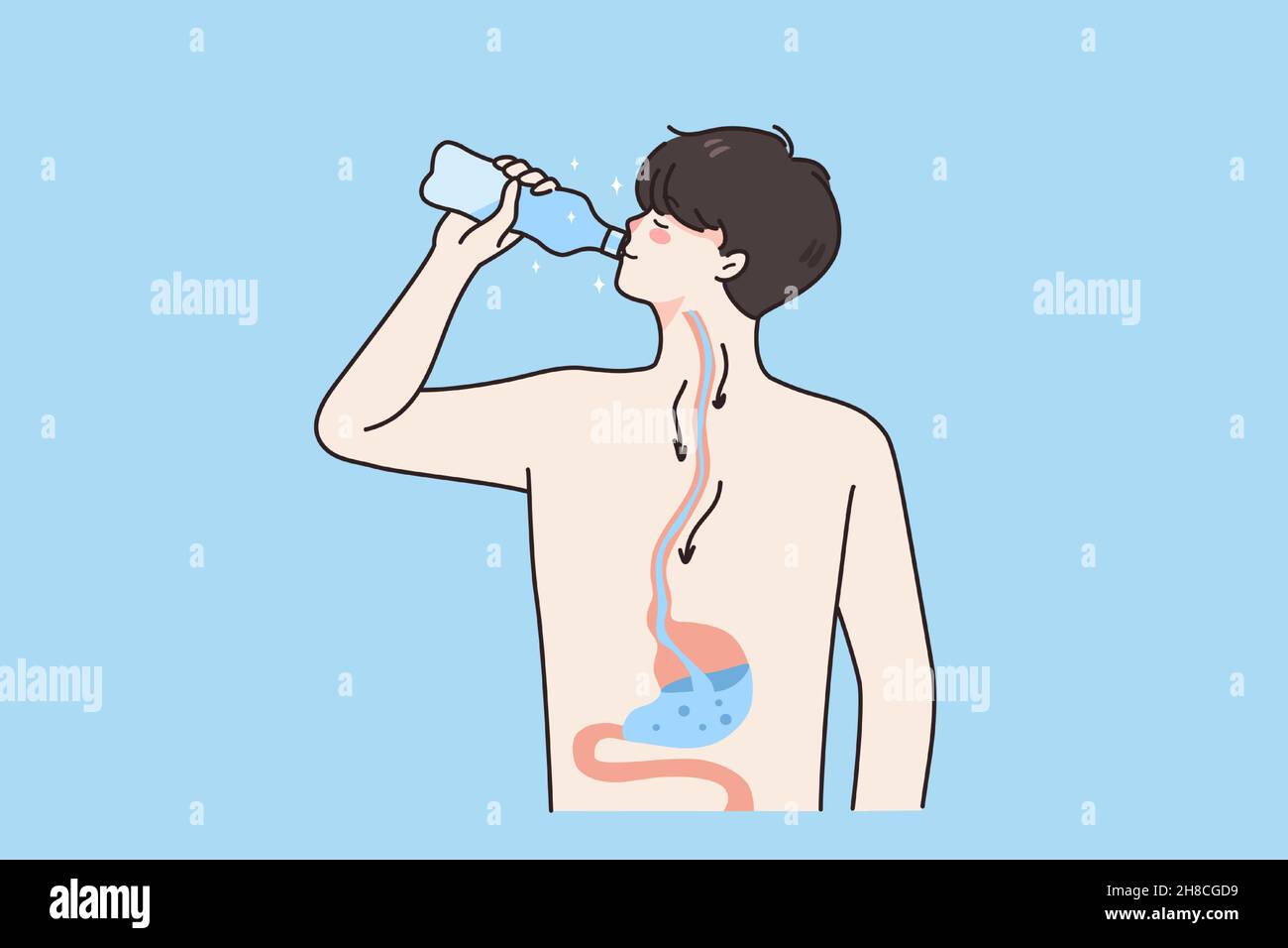 Système digestif et concept d'eau potable.Jeune garçon debout boire de l'eau pure et propre allant dans son estomac vie sain illustration vecteur de style de vie Illustration de Vecteur