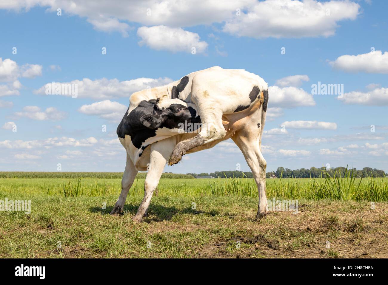 Vache, génisse, lécher sous la patte arrière, avec une démangeaison, montrant un petit pis de bébé Banque D'Images