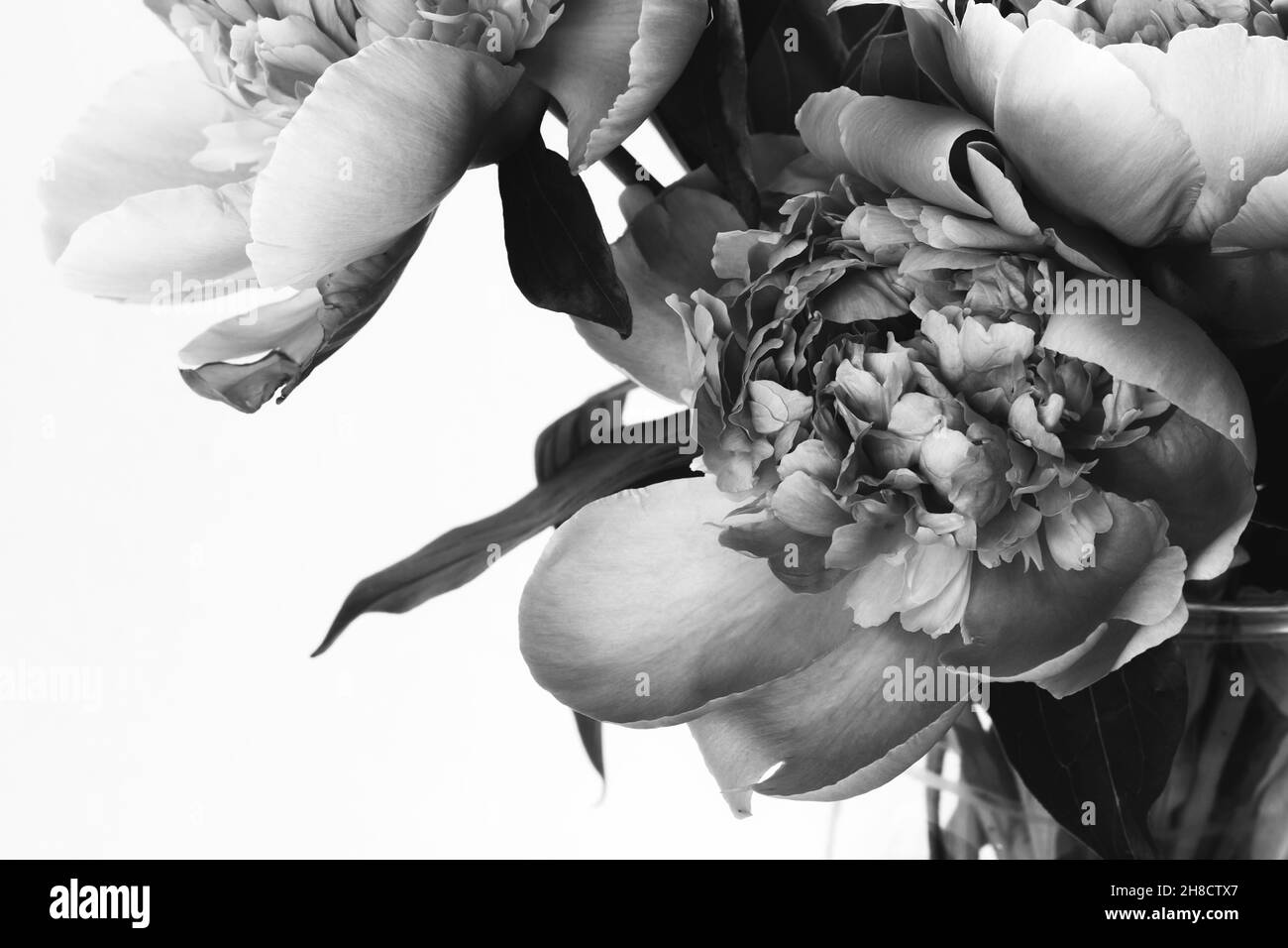 Magnifique bouquet de pivoines.Photo en noir et blanc.Carte à motif fleuri et affiche Banque D'Images