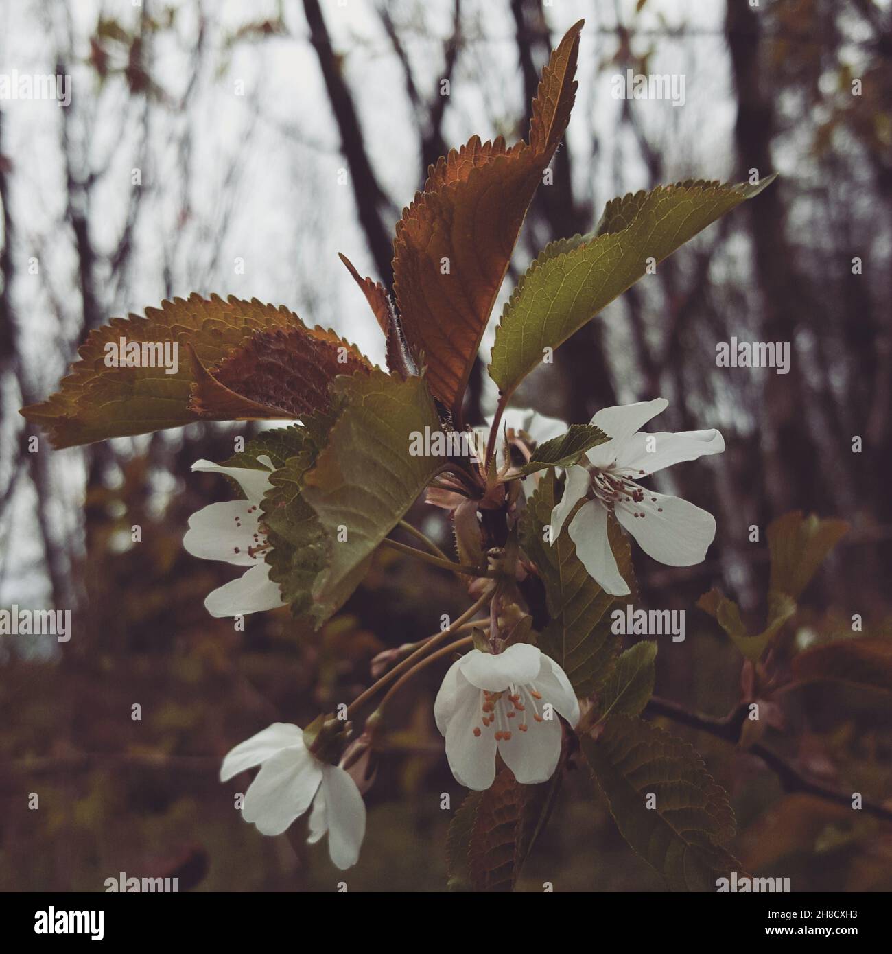 Fleurs de cerisier blanc, dans un cadre boisé d'automne Banque D'Images