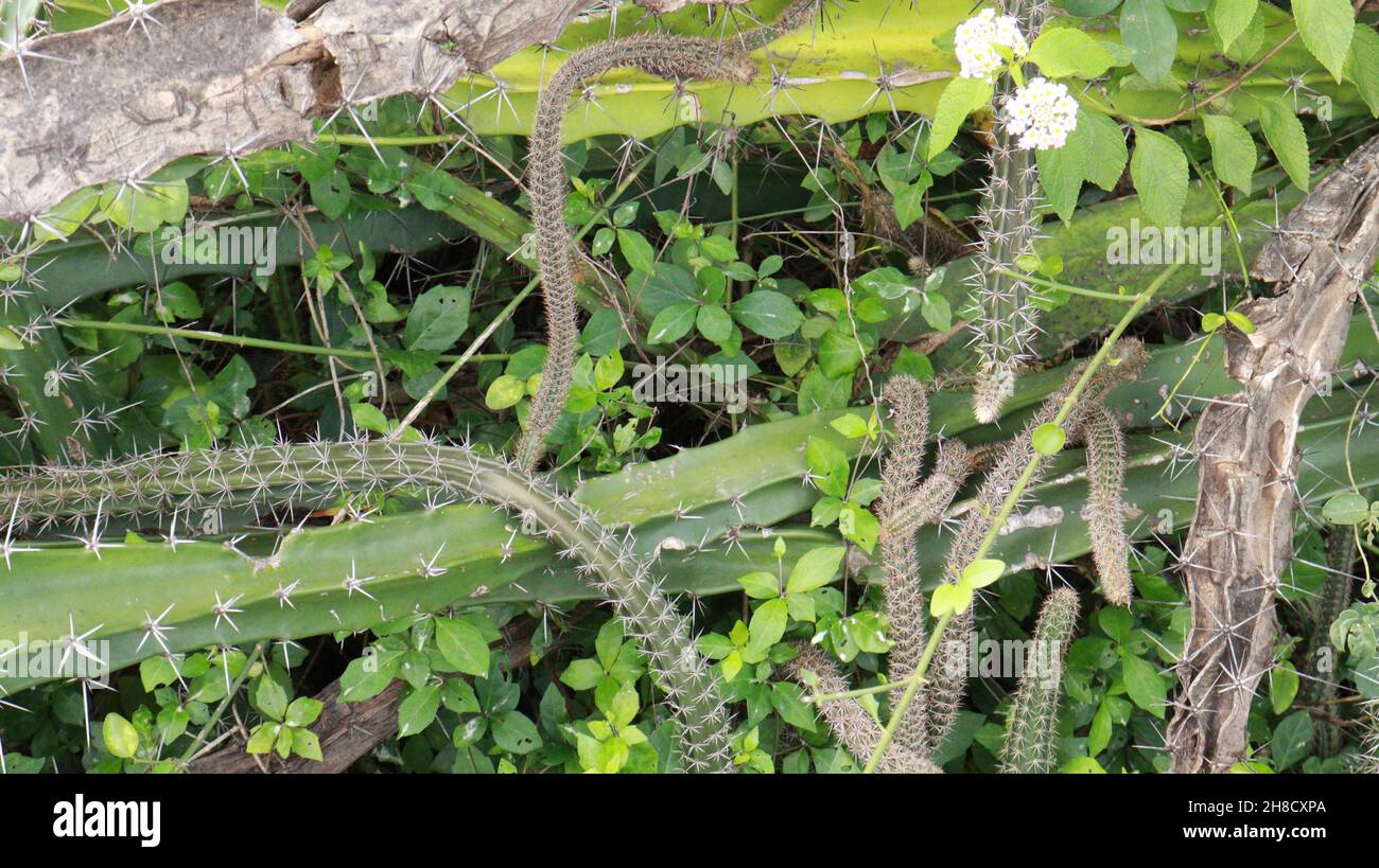 Parmi les vignes à feuilles persistantes se trouve un type de plante chapati qui pousse long (Cereus pterogonus) Banque D'Images