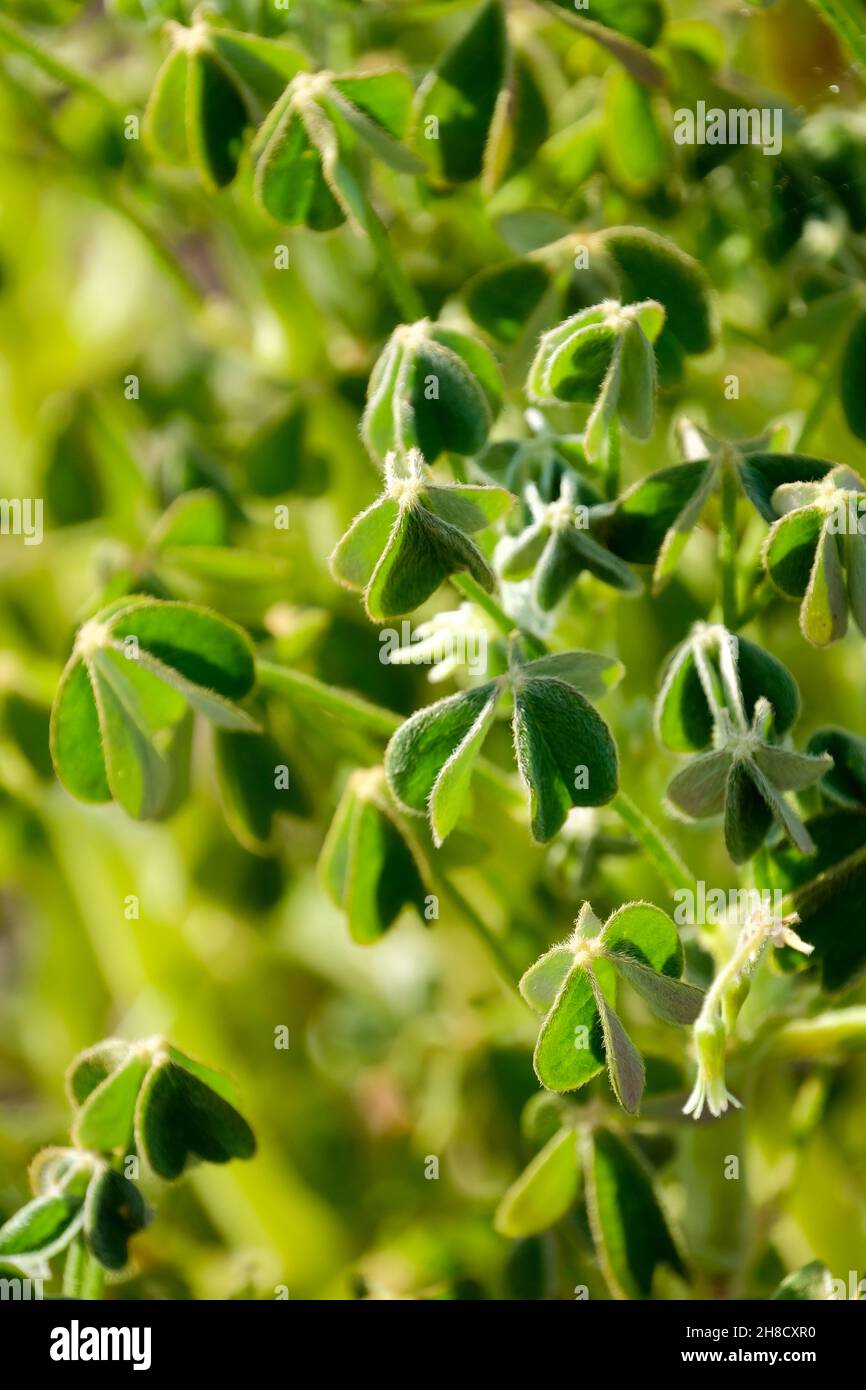 Oxalis tuberosa, Oca, yam de Nouvelle-Zélande, cubio, entortillant vivace avec des tubercules comestibles, charnus, rouges ou jaunes, tiges charnues, et vert ou pourpre, trifol Banque D'Images