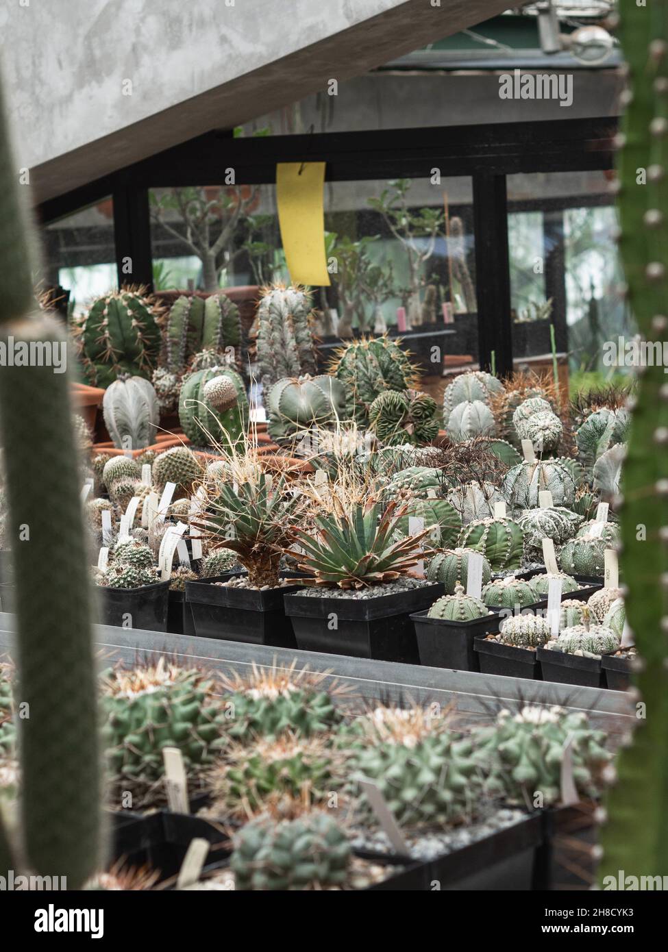 Grande collection de cactus.Divers types de cactus et de succulents.Vue avant Banque D'Images