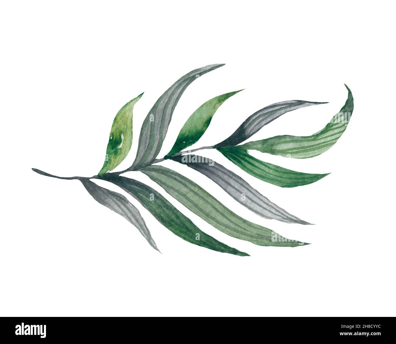 Quatre feuilles tropicales. Illustration de feuilles dessinées à la main en aquarelle. Banque D'Images
