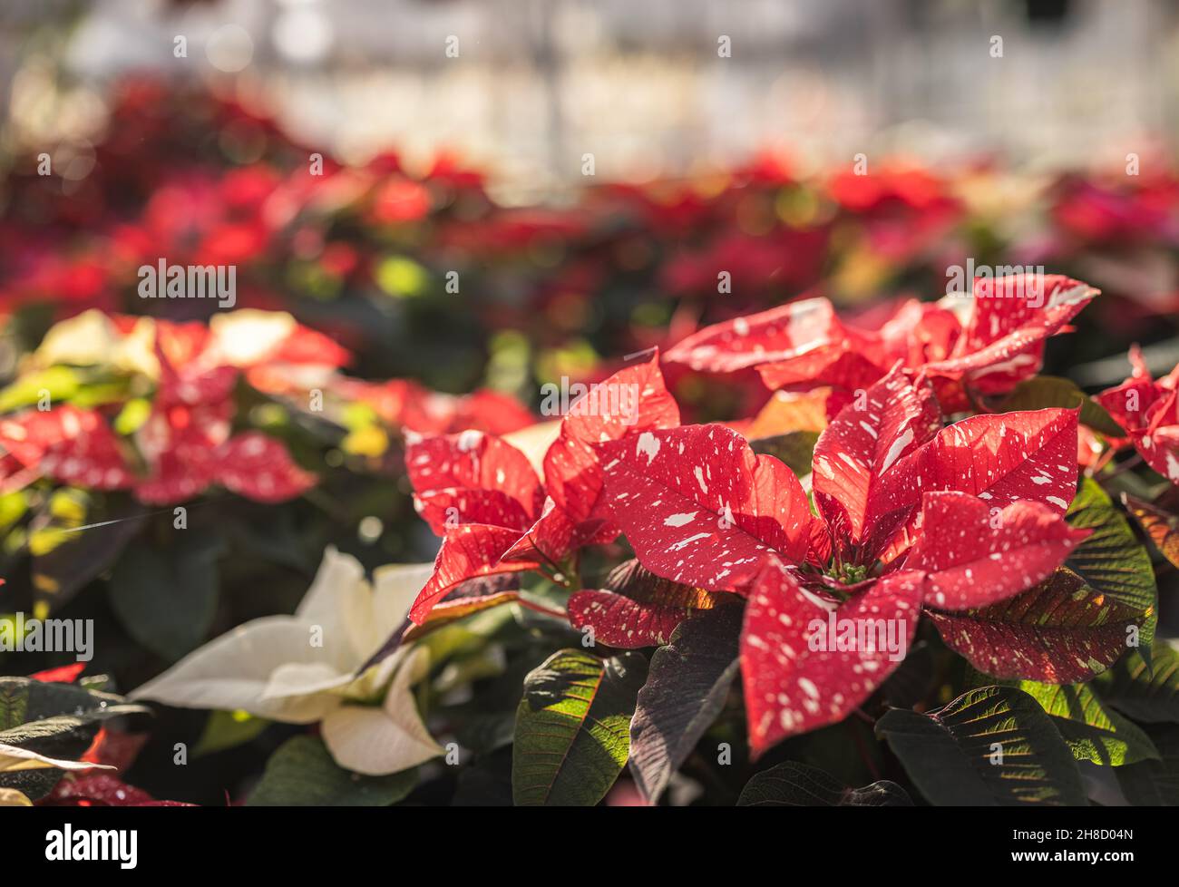 Poinsettia, Euporbia pulcherrima aux jardins de Meynell Langley se préparer pour Noël.Rouge avec col de cygne blanc, variété de paillettes. Banque D'Images