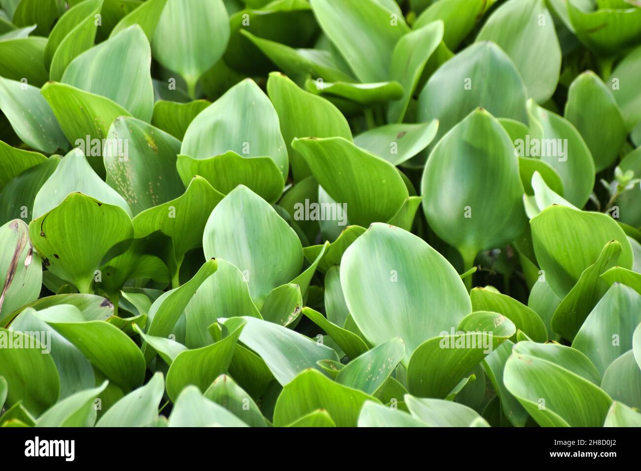 Jacinthe d'eau. Pontederia crassipes.C'est une plante aquatique native du  bassin de l'Amazone Photo Stock - Alamy