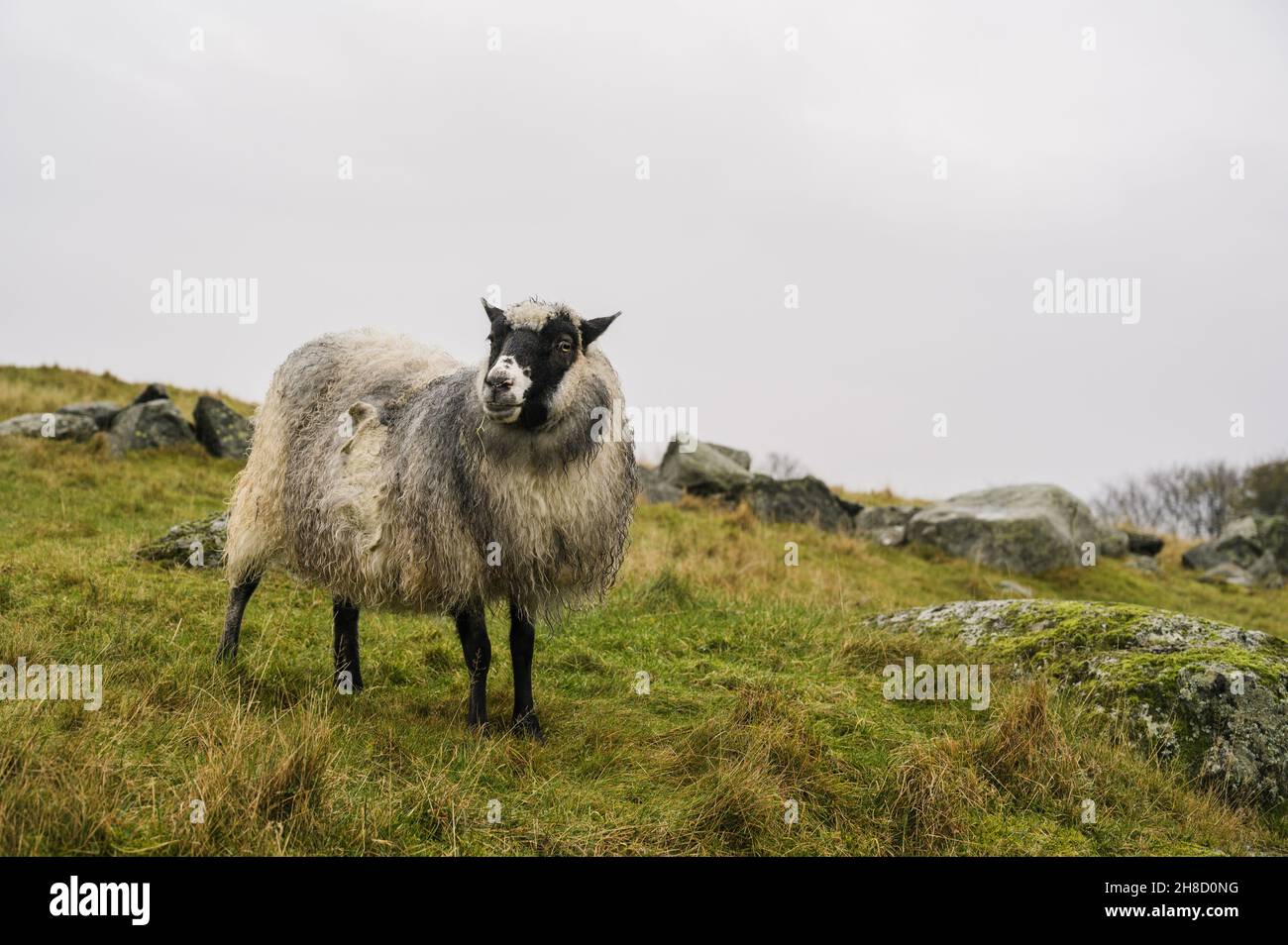 Mouton robuste avec laine humide sur l'herbe d'automne.Le concept de l'élevage. Banque D'Images