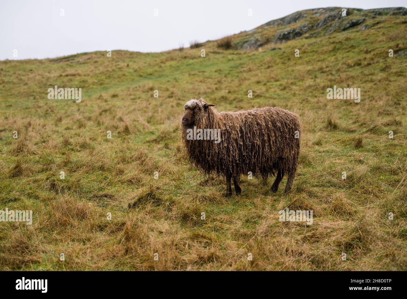 Mouton robuste avec laine humide sur l'herbe d'automne.Le concept de l'élevage. Banque D'Images