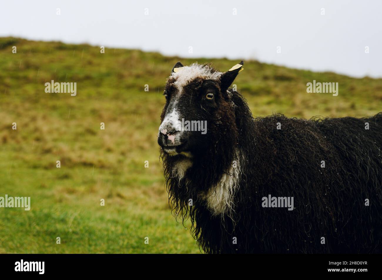 Mouton robuste avec laine humide sur l'herbe d'automne.Le concept de l'élevage. Banque D'Images