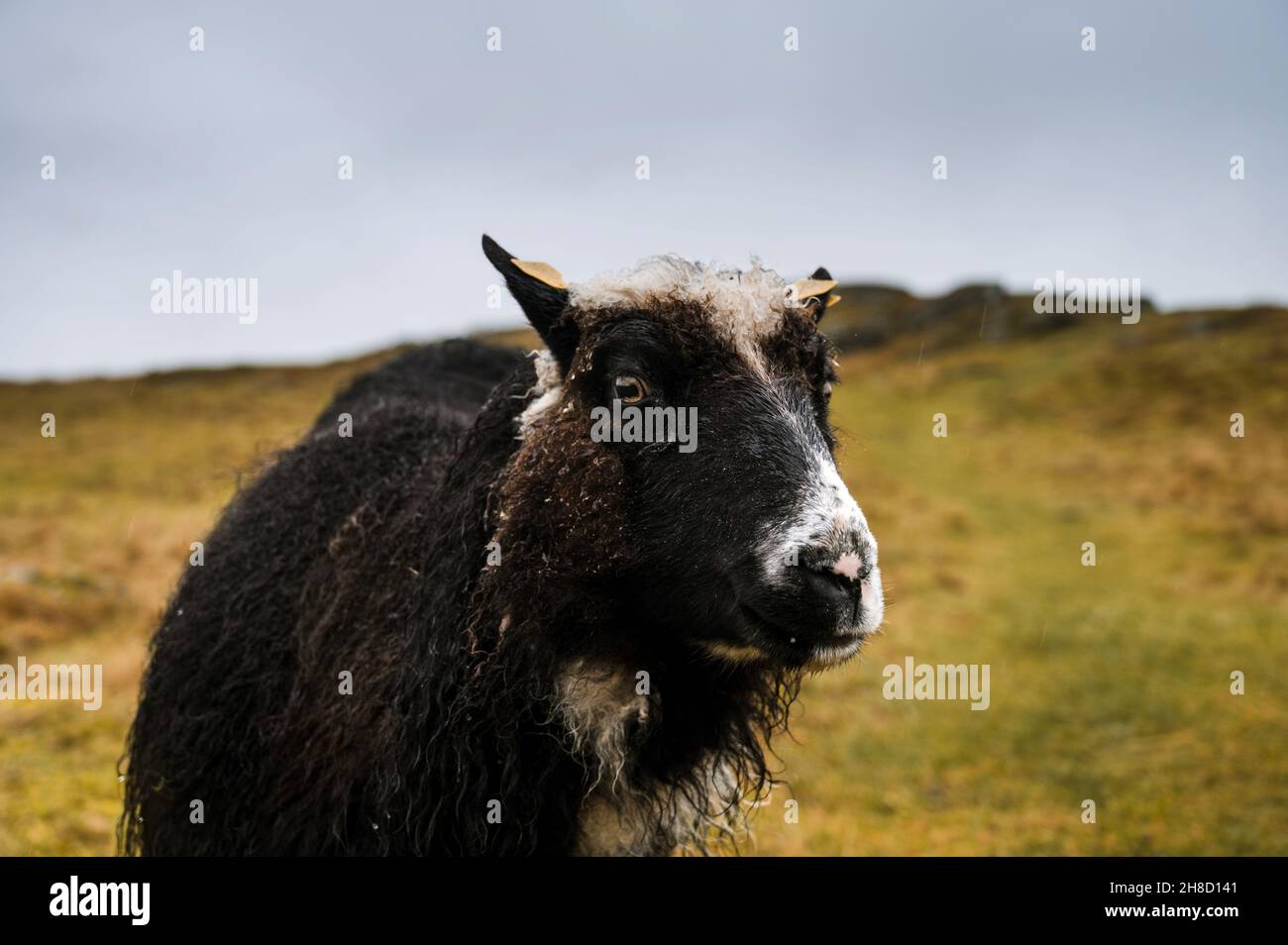 Mouton robuste avec laine humide sur l'herbe d'automne.Le concept de l'élevage. Banque D'Images