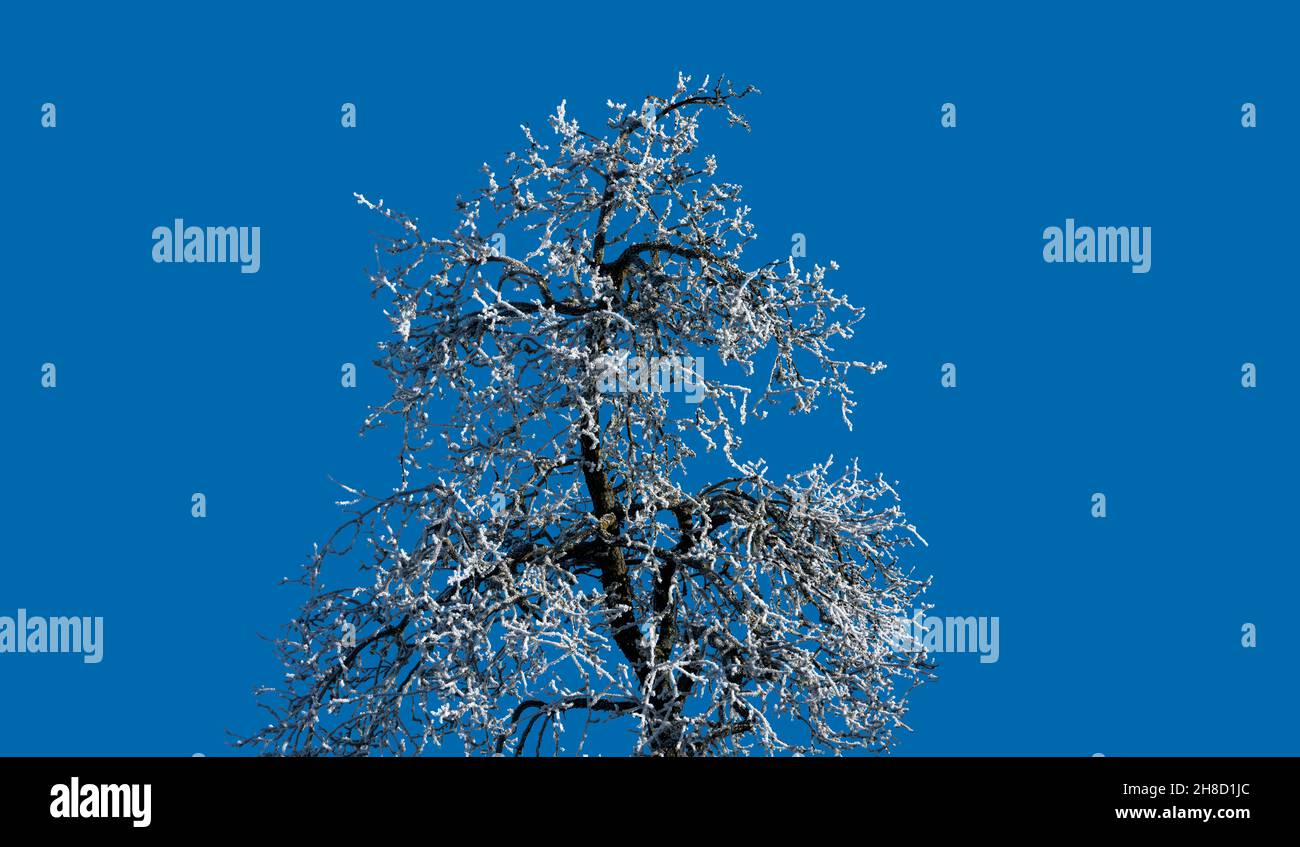Givre sur un arbre, près de Gewissenruh, Wesertal, Hesse, Weserbergland,Allemagne Banque D'Images