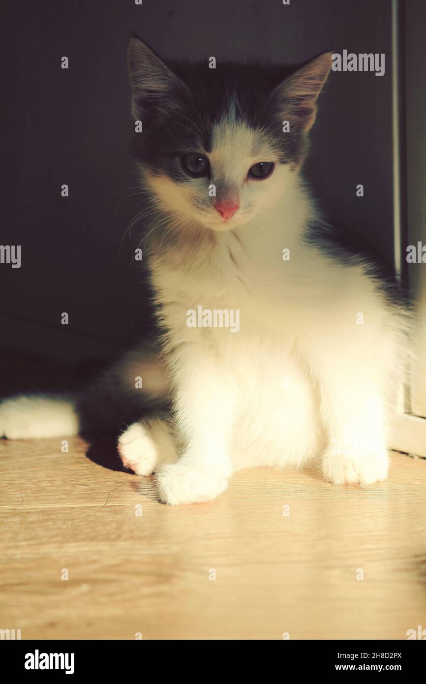 Un chaton gris et blanc se trouve dans une position détendue sur un sol intérieur lumineux en plein soleil.Un joli chat dans une pièce à la lumière du soleil et à l'ombre. Banque D'Images