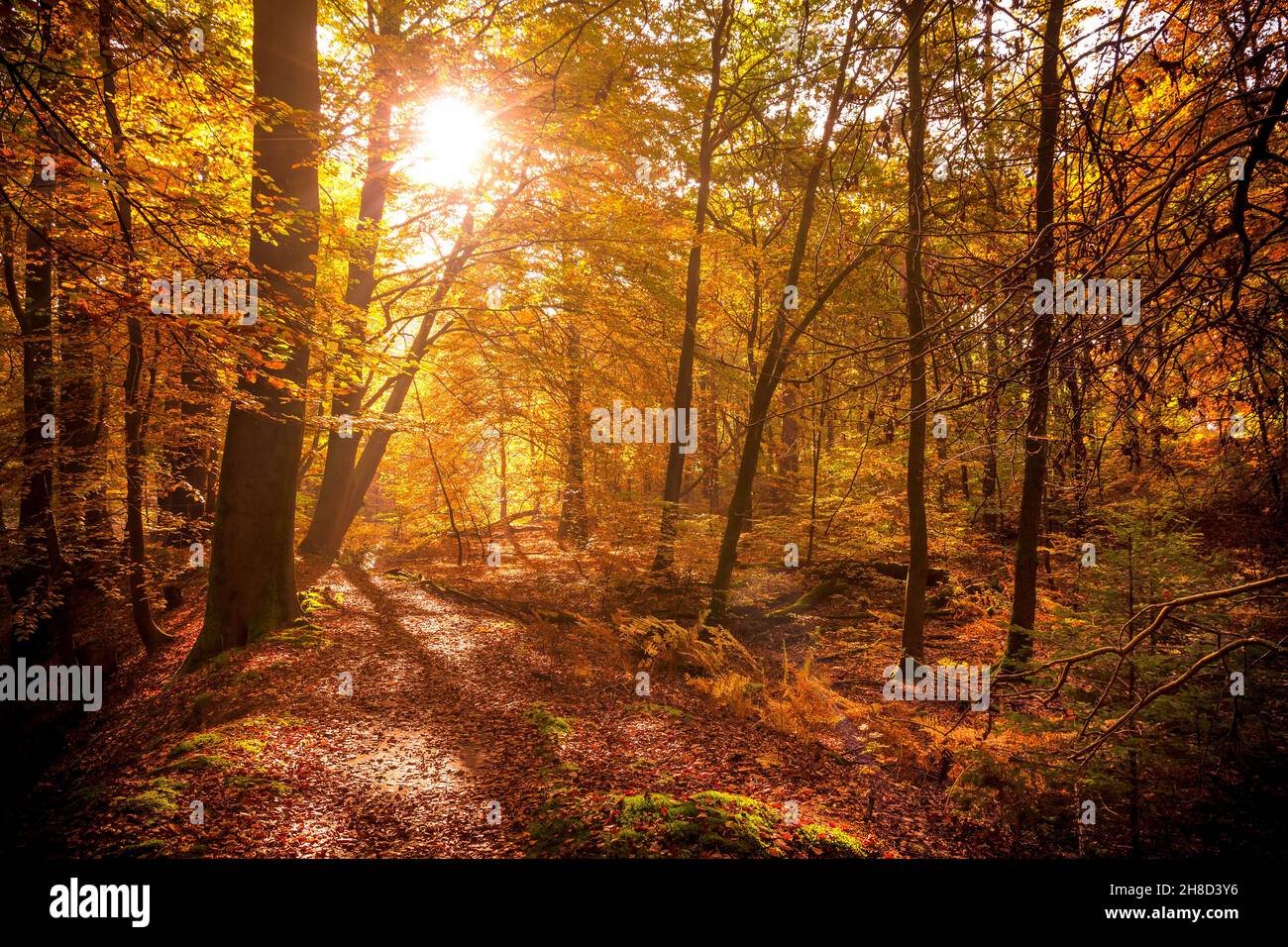 La lumière du soleil brille à travers les arbres dans une forêt avec des feuilles mortes sur un chemin pendant l'automne. Banque D'Images