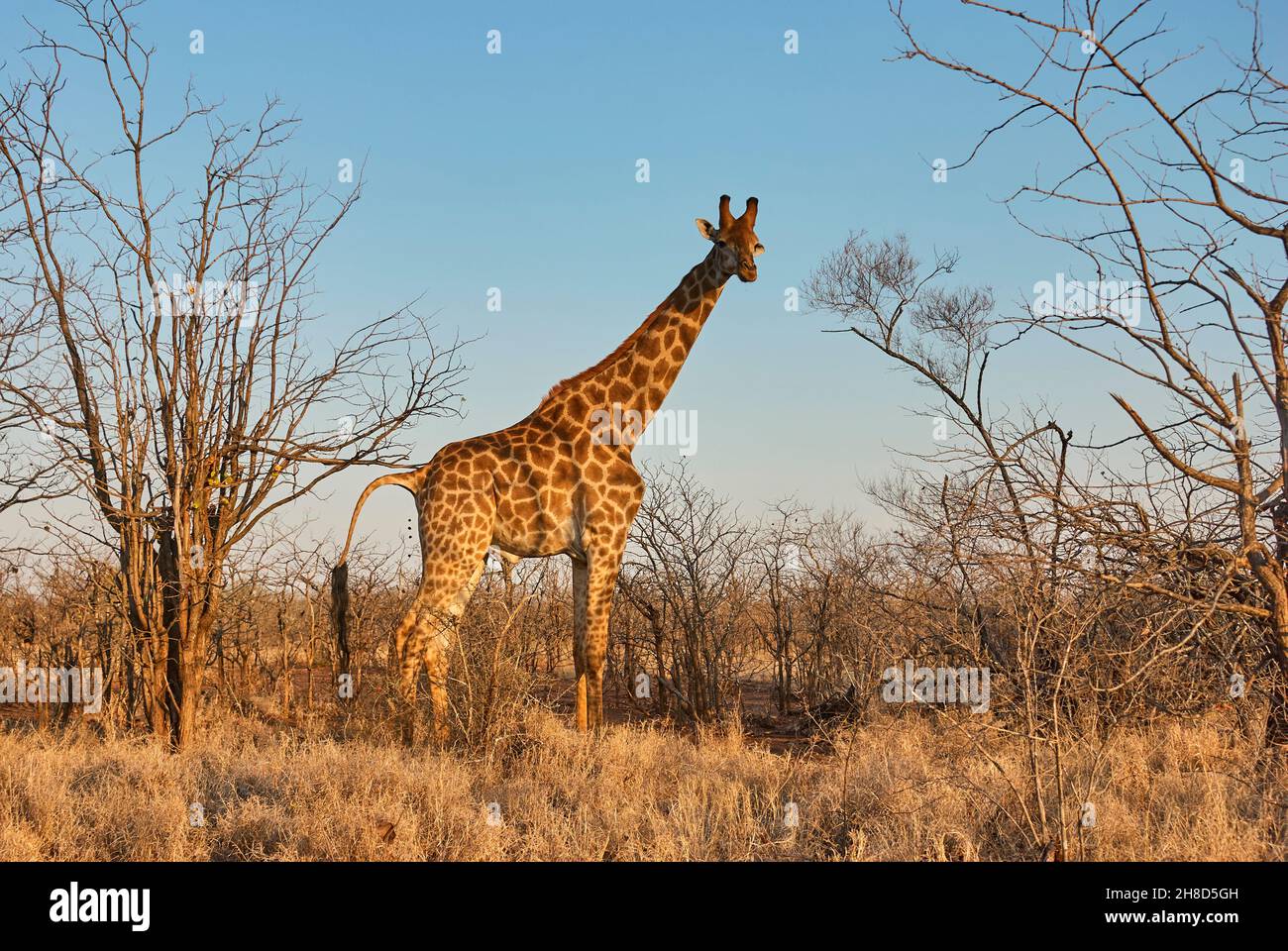 Grand Giraffe debout dans la brousse, Afrique du Sud Banque D'Images