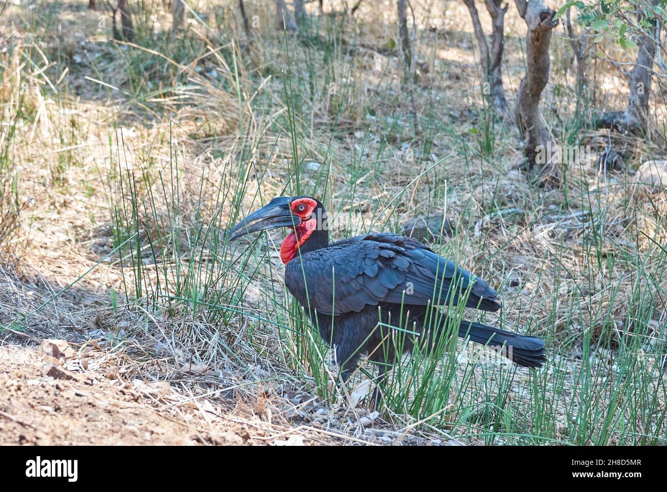 La facture de corne de sol sud, Bucorvus leadbeateri ou Bucorvus Caper, est la plus grande facture de corne au monde, du Kenya à l'Afrique du Sud Banque D'Images