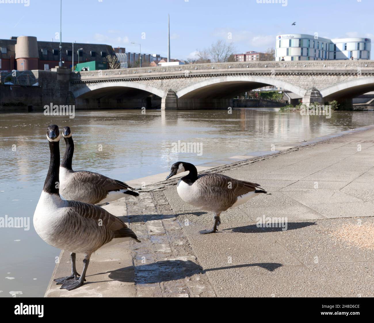 Bernaches canadiennes debout sur les rives de la rivière Medway, devant le pont du chemin Maidstone reconstruit par Sir Joseph Bazalgette Banque D'Images