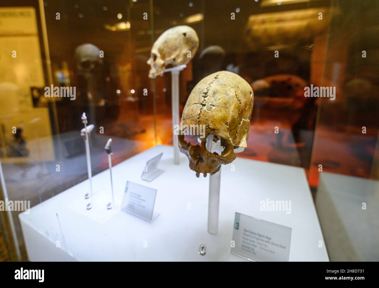 Antakya, région de Hatay, Turquie.Crânes dans le Musée d'archéologie d'Antakya Banque D'Images