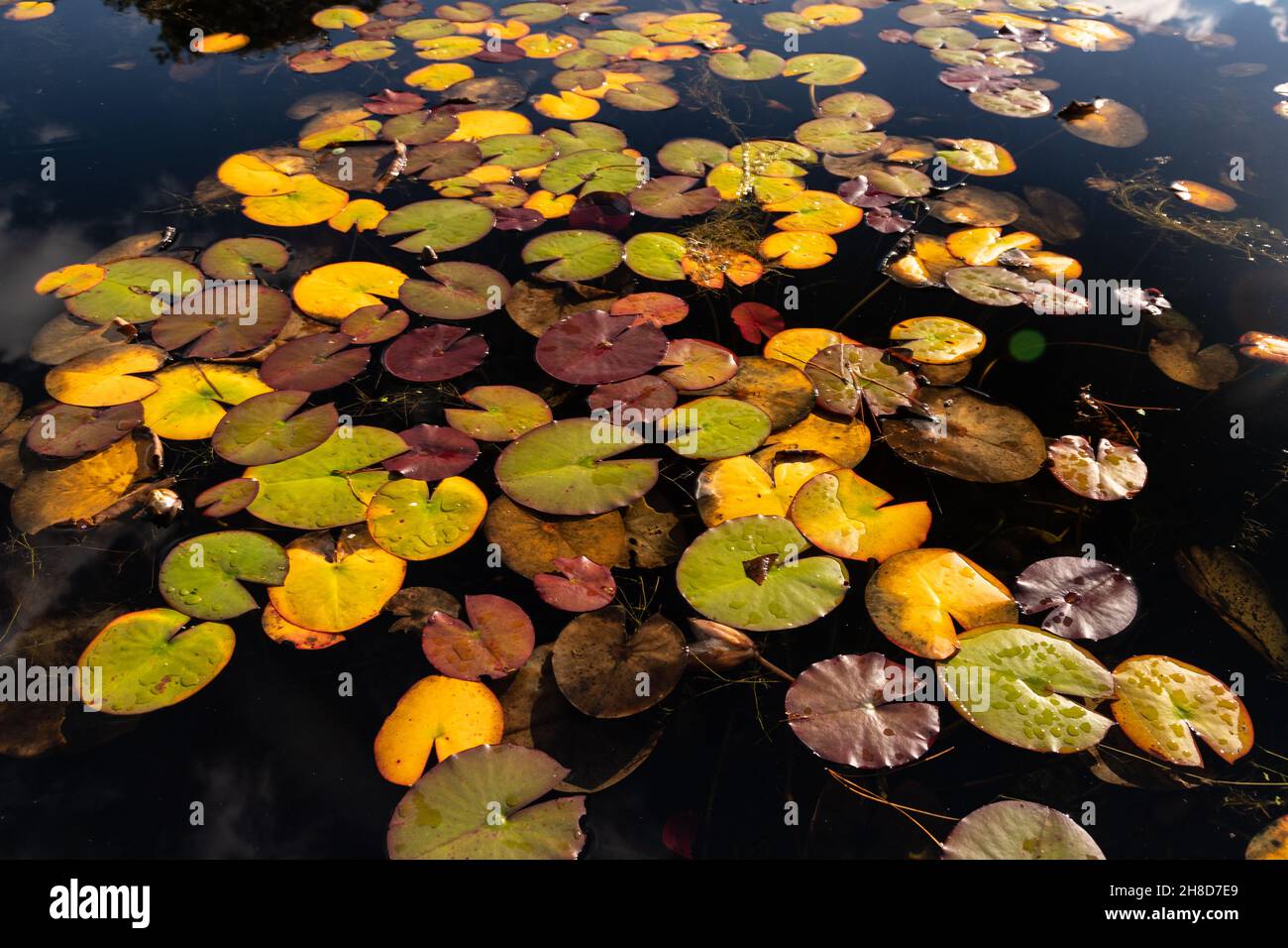 Coussins de nénuphars flottant dans un étang Banque D'Images