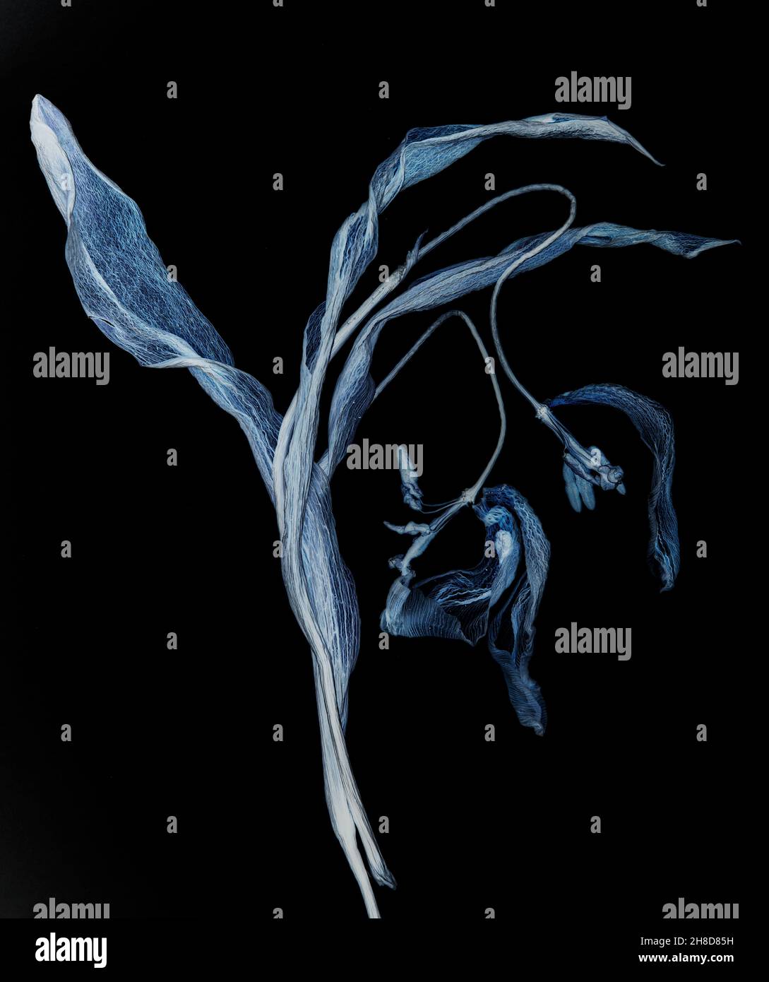 Inversion de couleur des tulipes flétries Banque D'Images